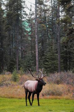 Bull Elk